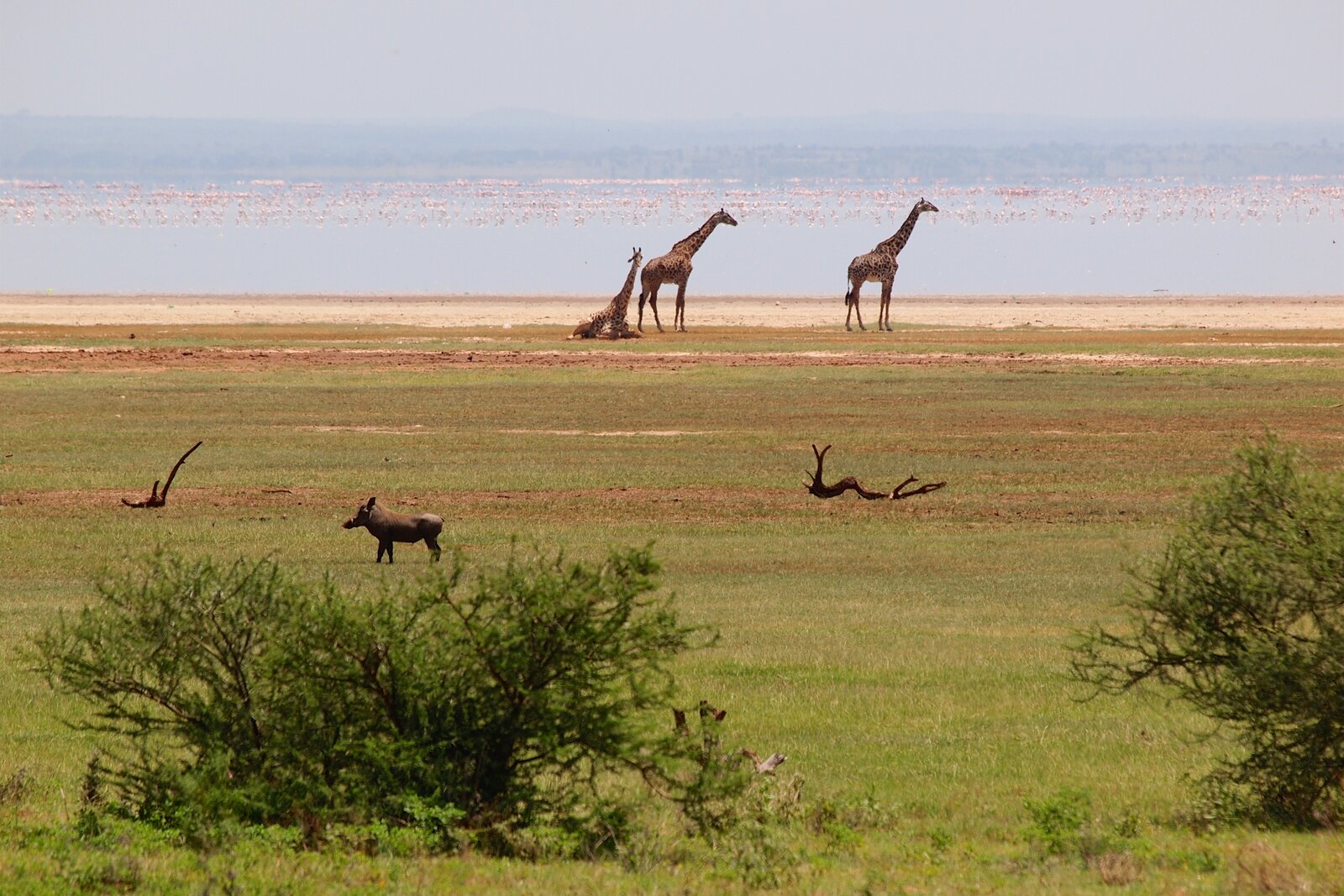 Giraffes and flamingos at the shore of Lake Manyara