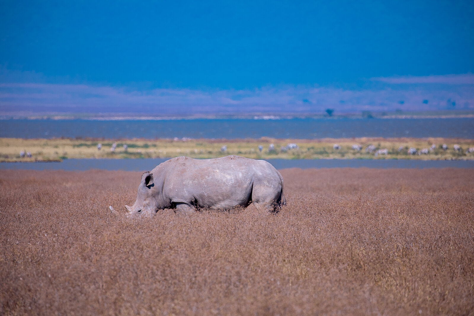 A black rhino on the floor of the Ngorongoro Crater
