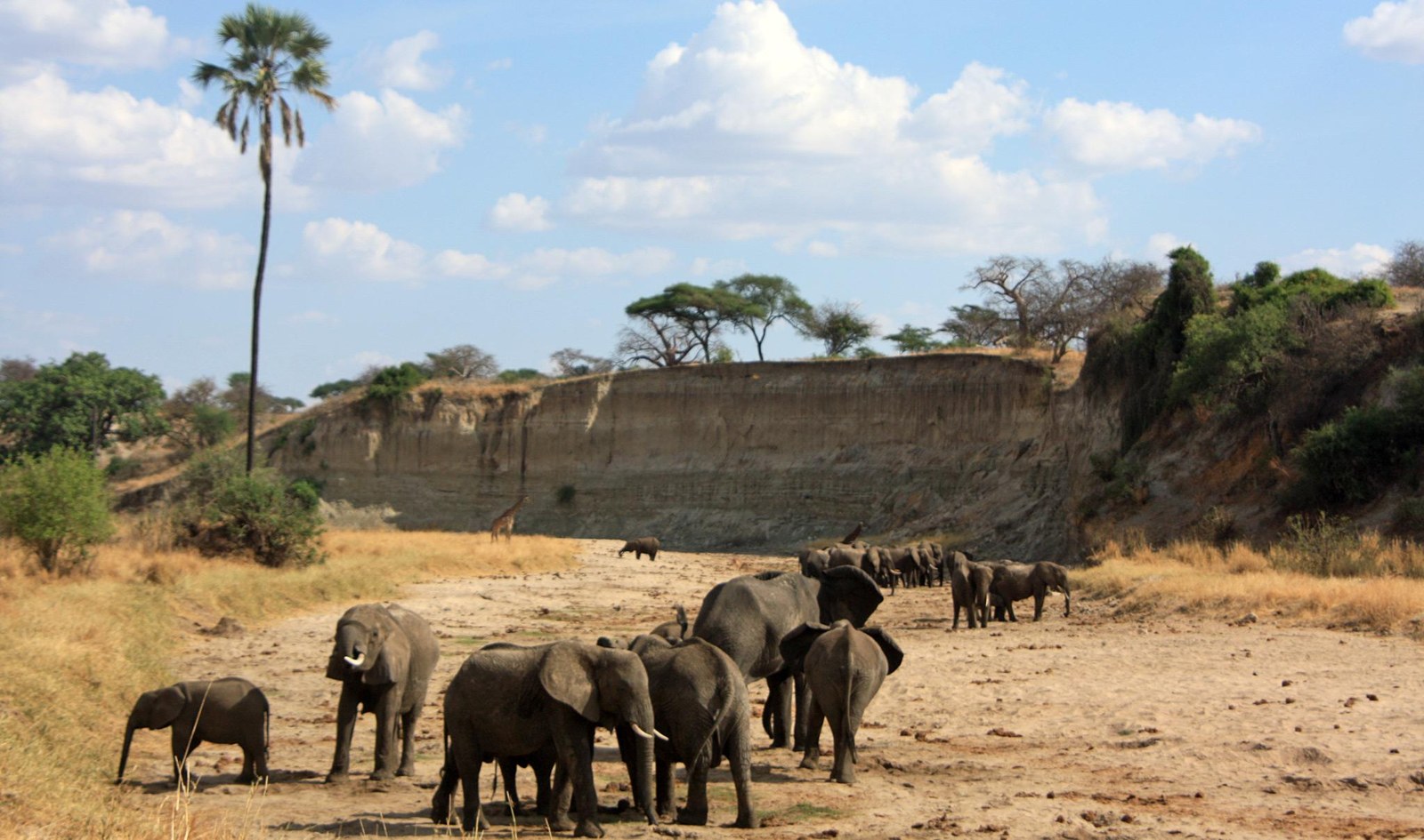 An elephant beside a thousand-year-old baobab in Tarangire