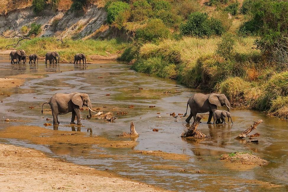 Wildlife gathering at the Tarangire River in the dry season