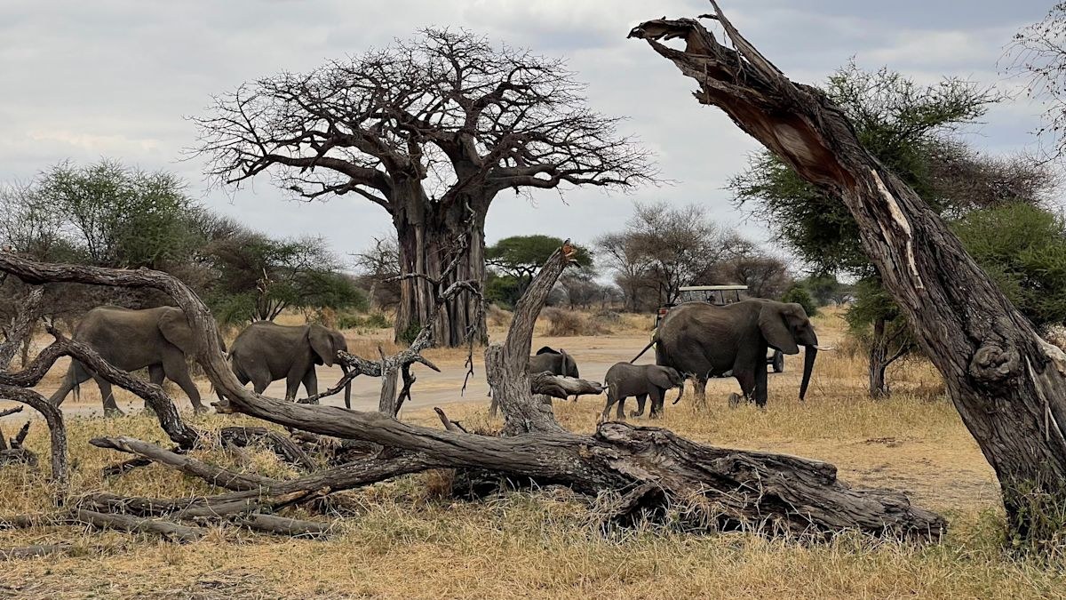 A luxury treehouse suite among the baobabs of Tarangire