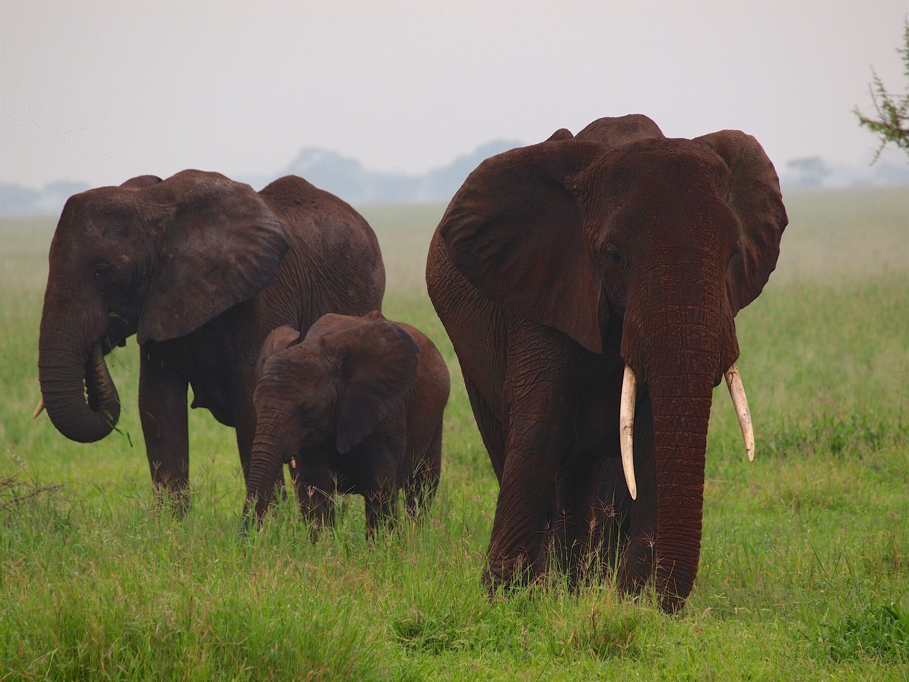 A family of elephants including a calf walking across the grasslands of Tarangire National Park