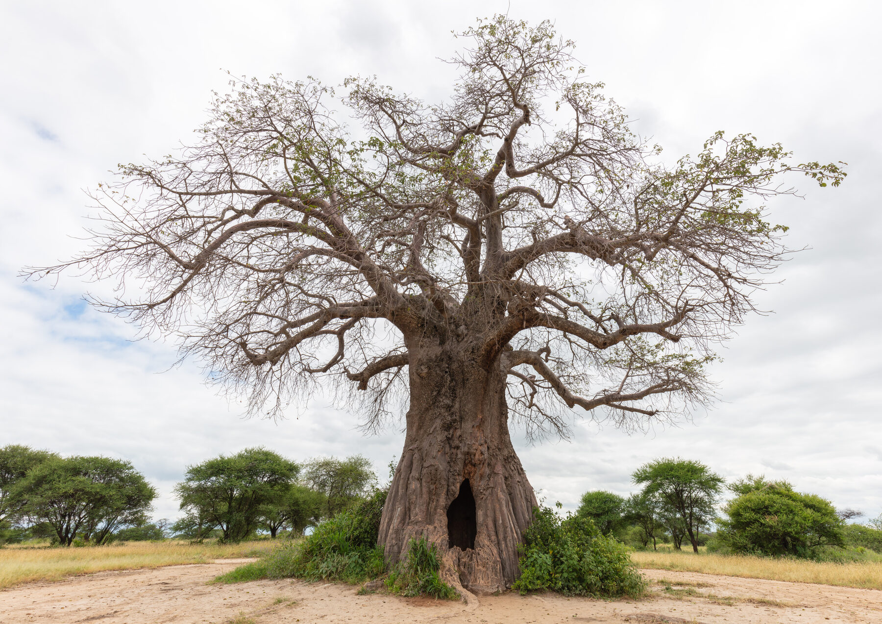 A giant ancient baobab tree standing on the plains of Tarangire National Park
