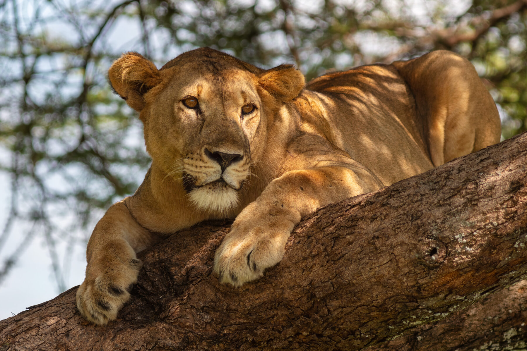 A lioness resting on the branch of a tree in Tarangire National Park