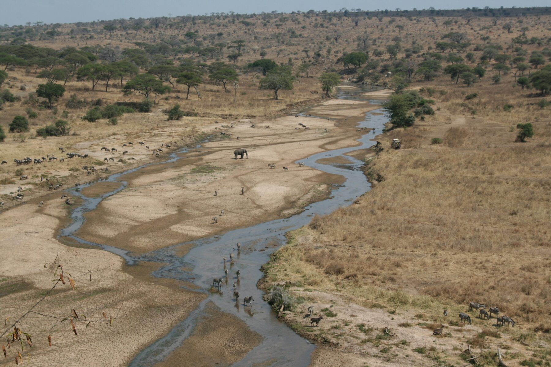 Aerial view of the Tarangire River in the dry season with sandbanks and wildlife