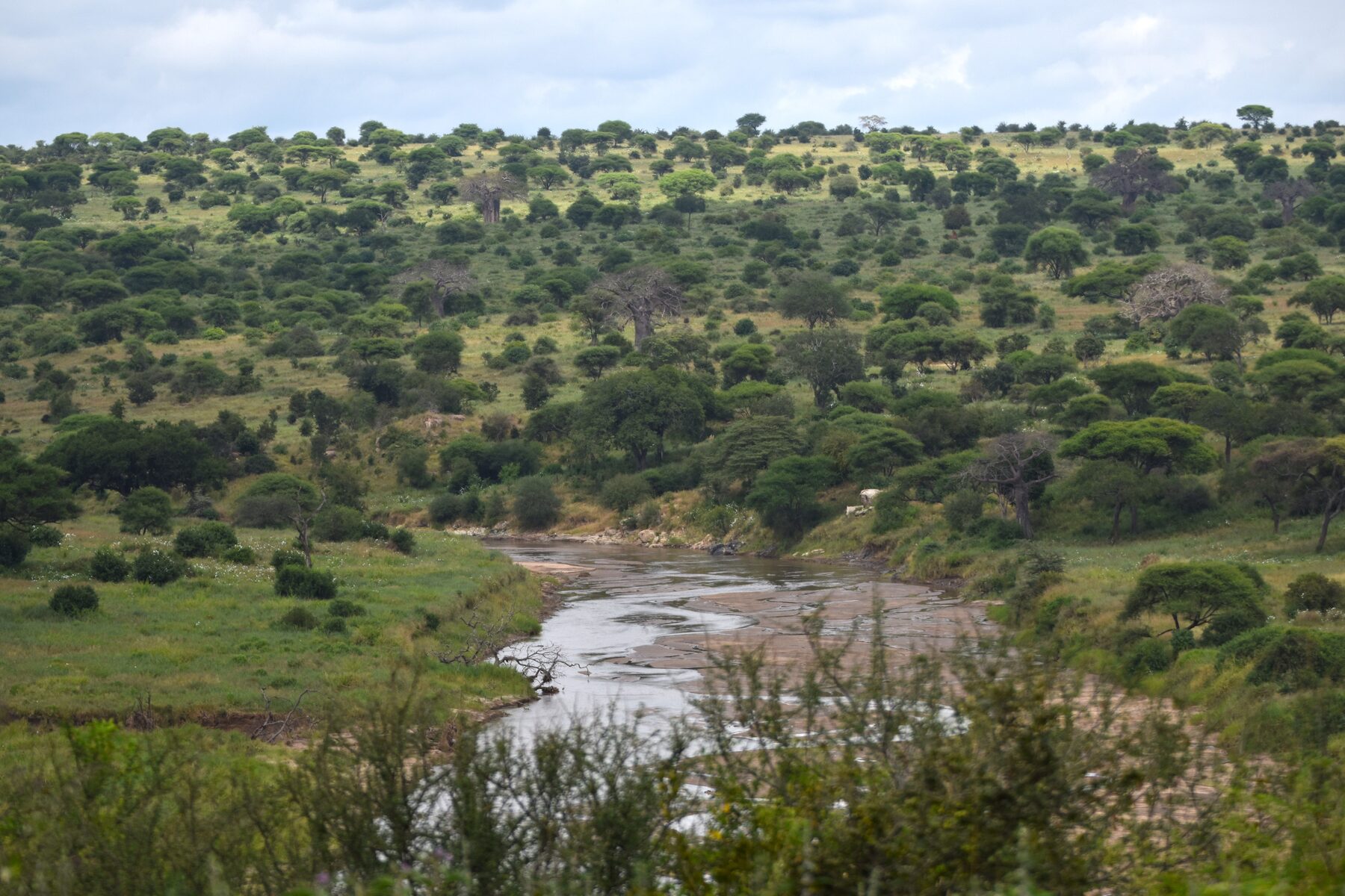 Panoramic view of the green rolling landscape and river valley of Tarangire National Park