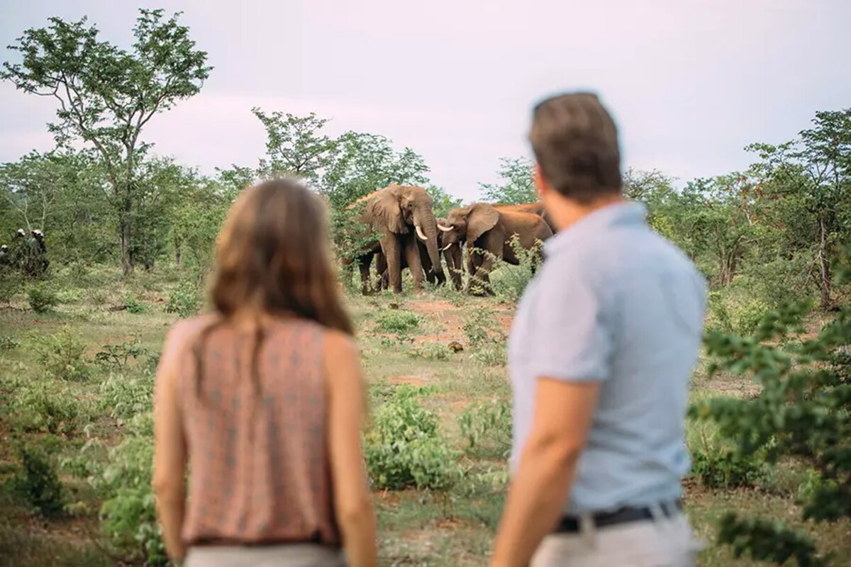 Guests watching a herd of elephants on a game walk in the sanctuary