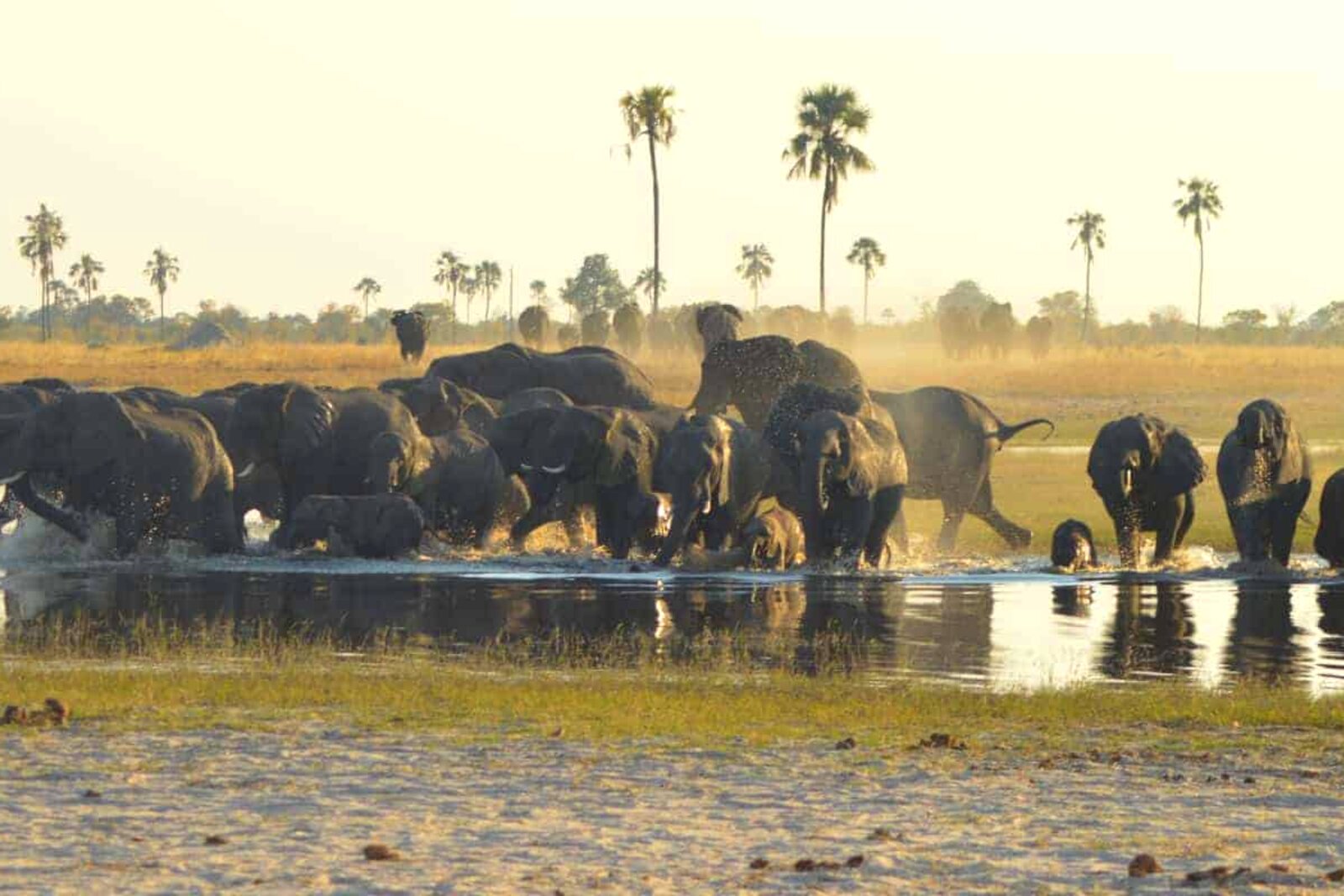 A vast herd of elephants gathered at a Hwange waterhole in the dry season