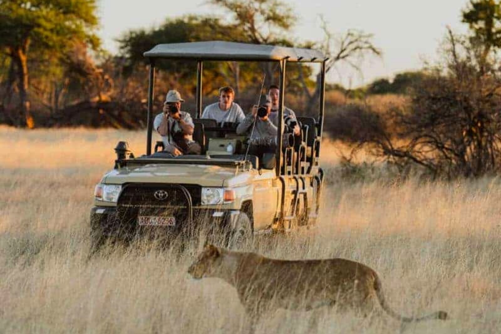 A lioness on a private game drive in Hwange National Park