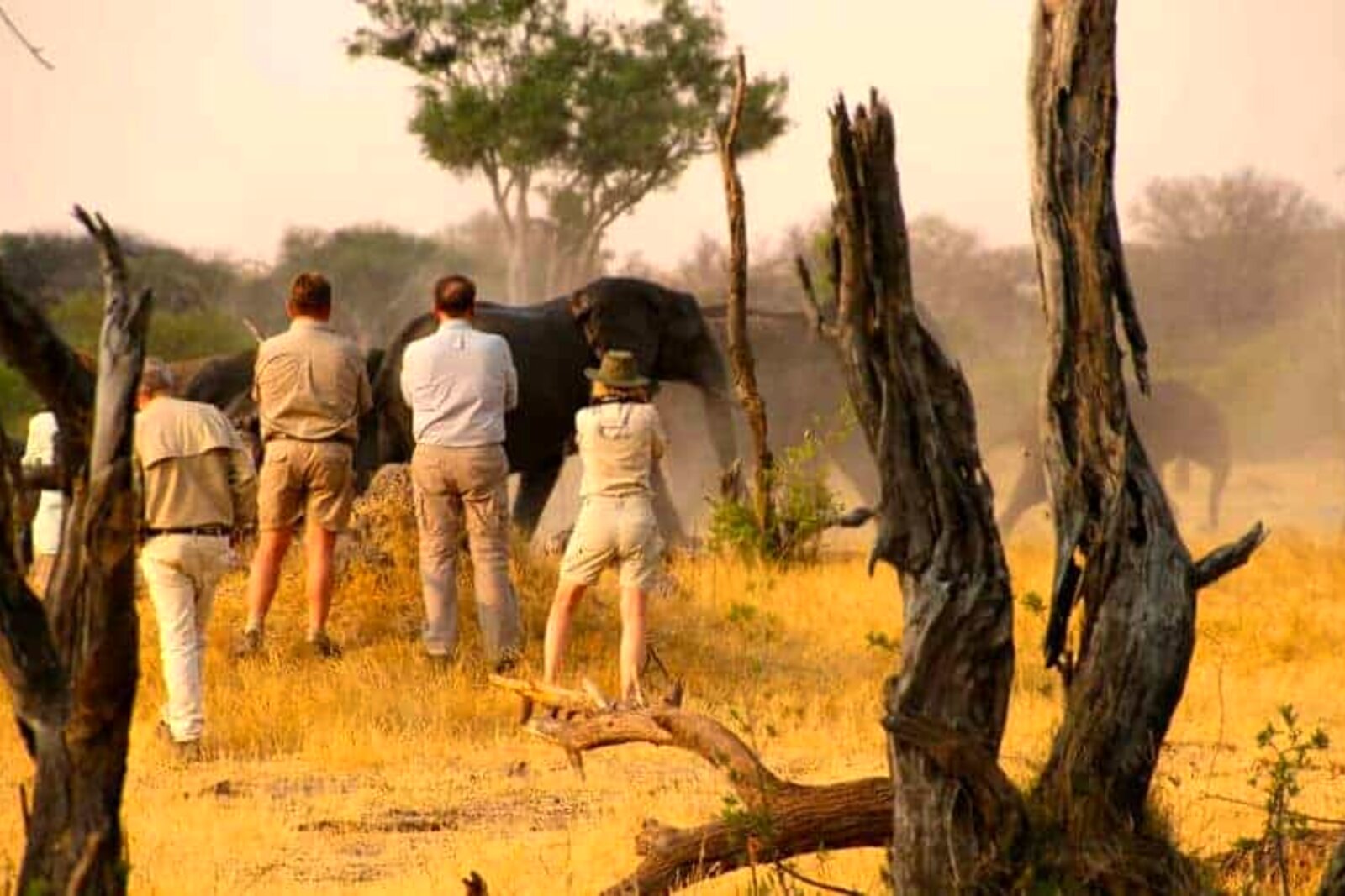 A guided walking safari with an expert guide in Hwange