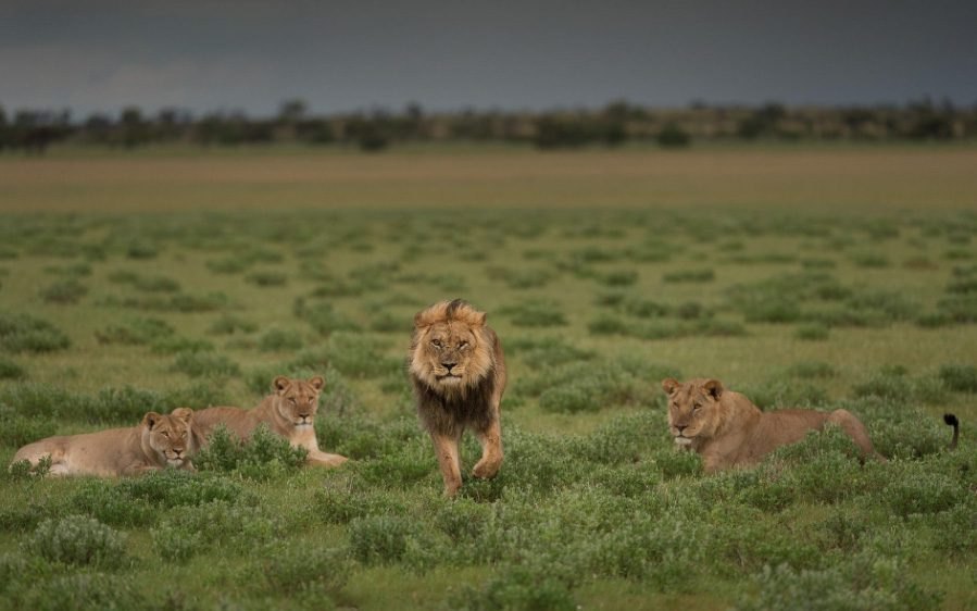 Black-maned Kalahari lion