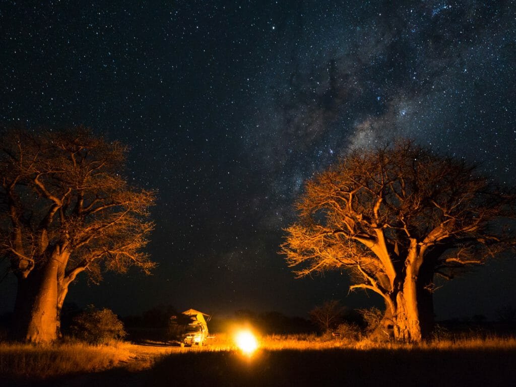 Meerkats in the Kalahari