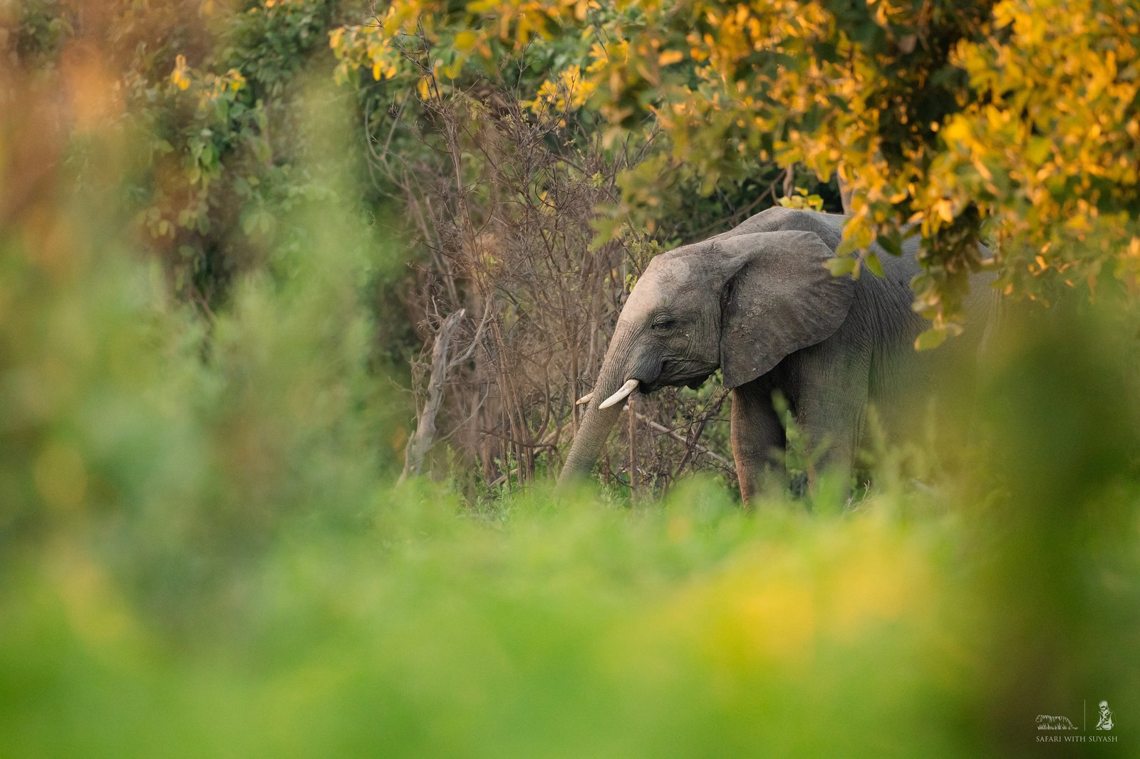 Elephants on the Linyanti, Botswana