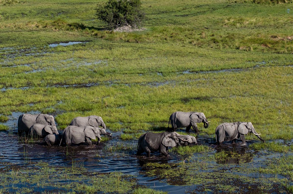 The Selinda Spillway, Botswana