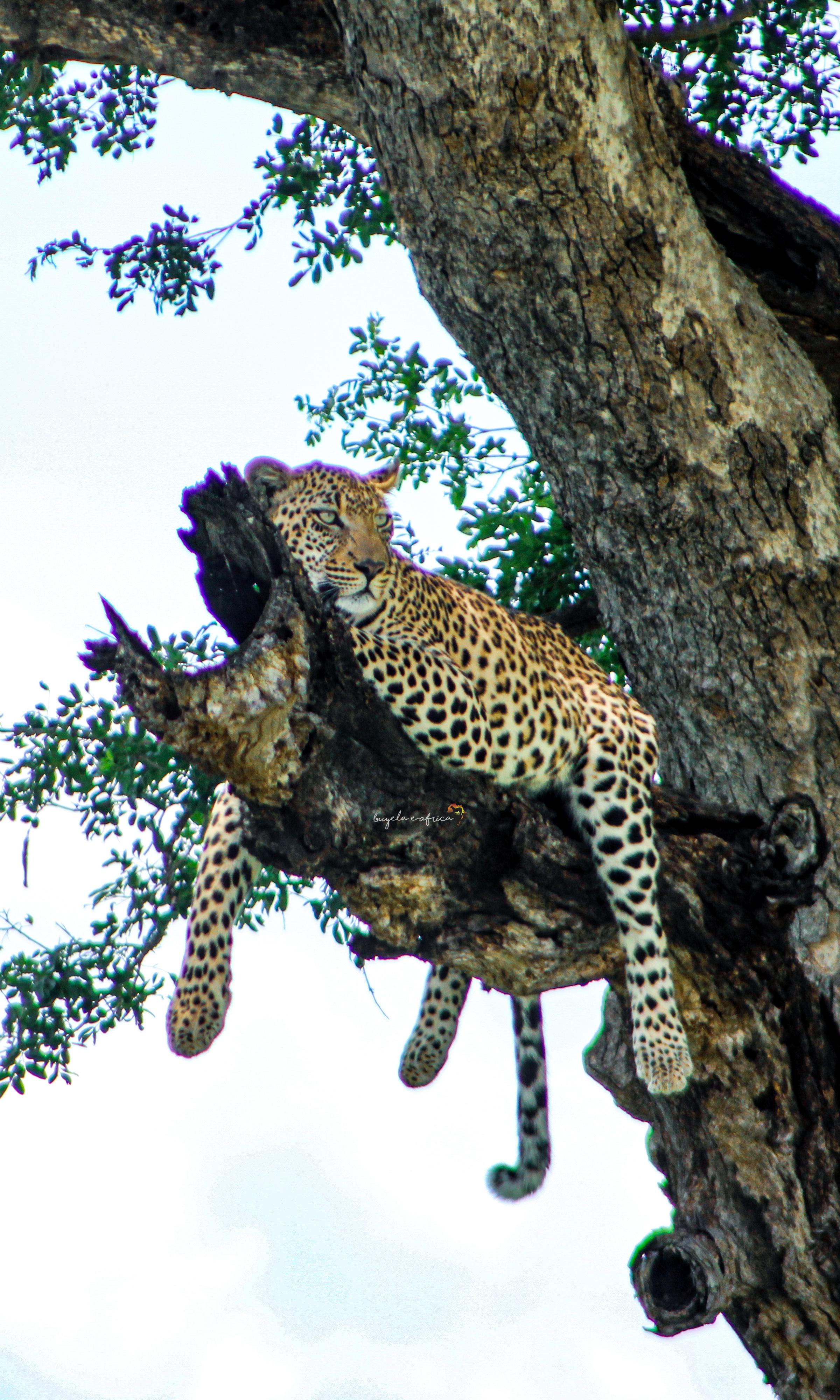 Leopard in tree — classic Greater Kruger sighting in Thornybush