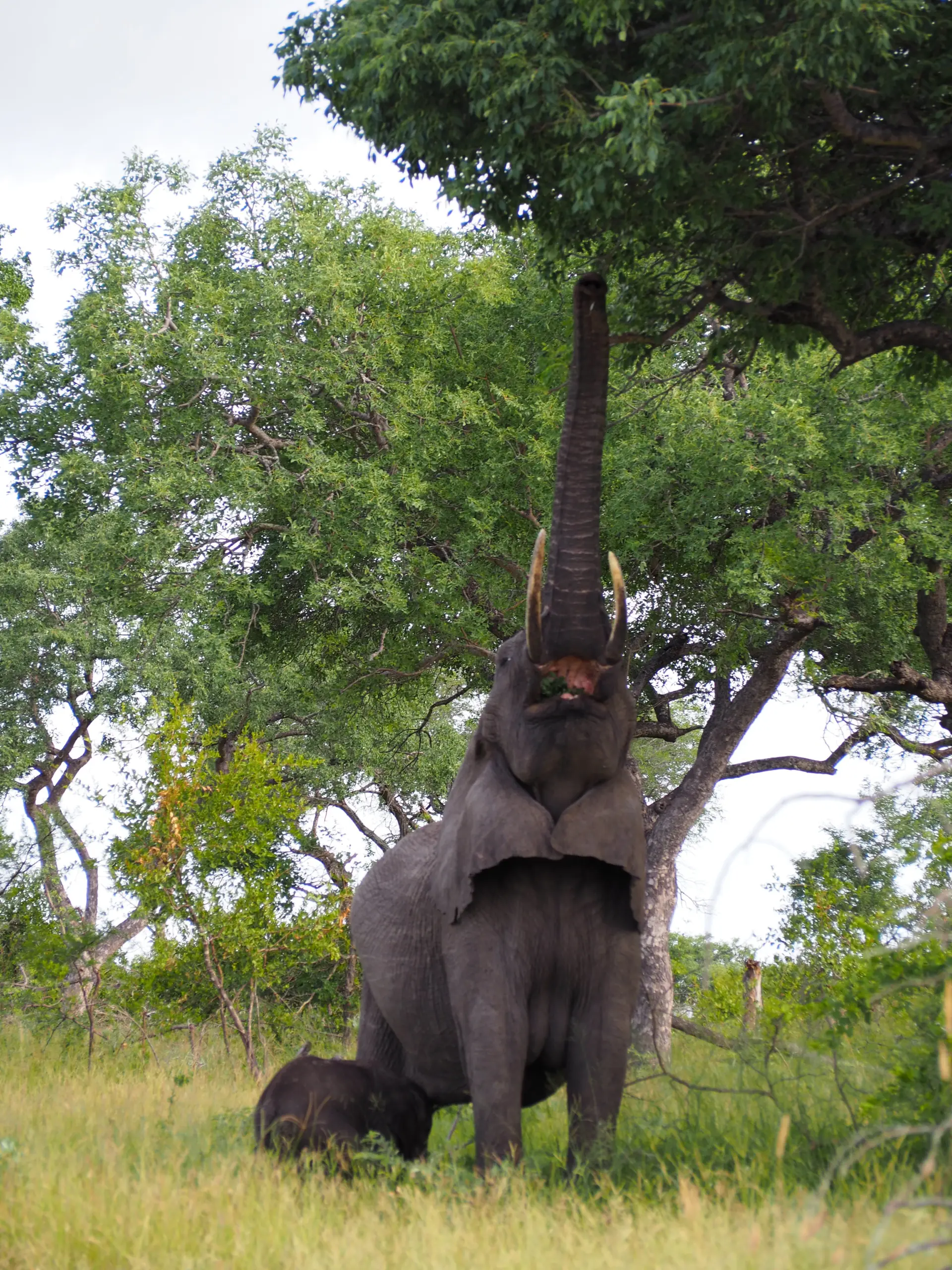 Lion in Thornybush Private Game Reserve