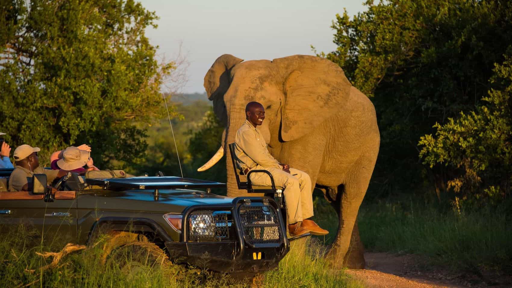 Game drive encounter in Thornybush Private Game Reserve