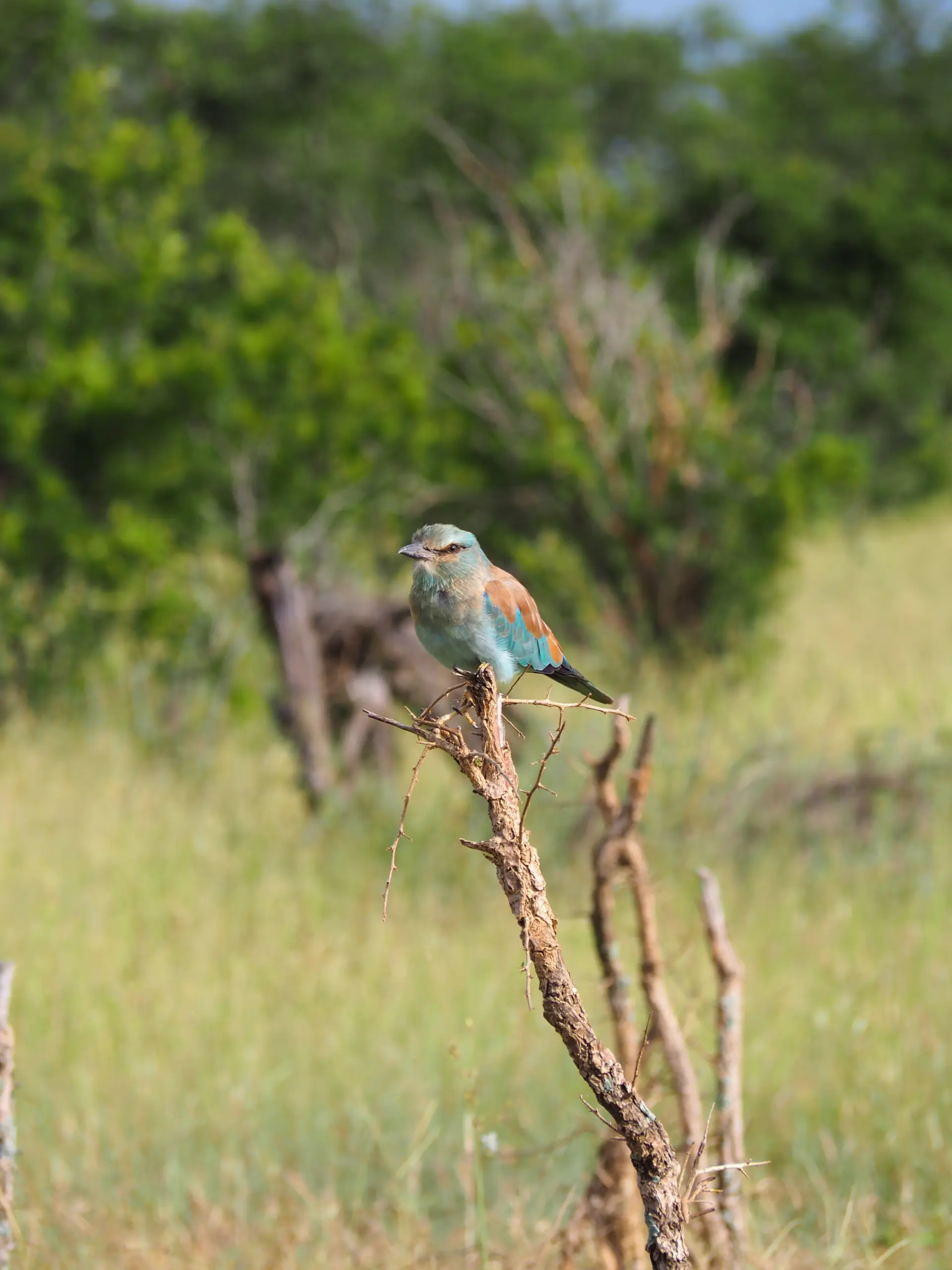 Buffalo — Big Five in Thornybush Game Reserve