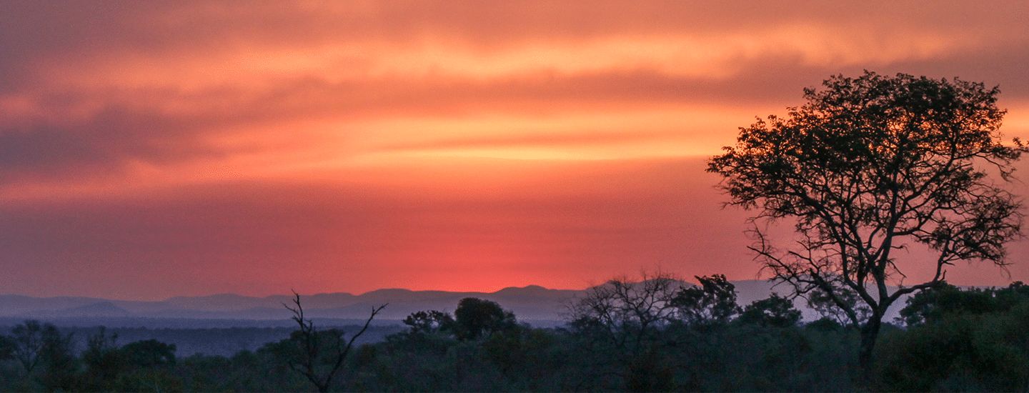 Lowveld bushveld terrain in Thornybush Private Game Reserve
