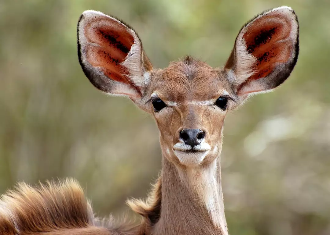 Kudu — Thornybush wildlife