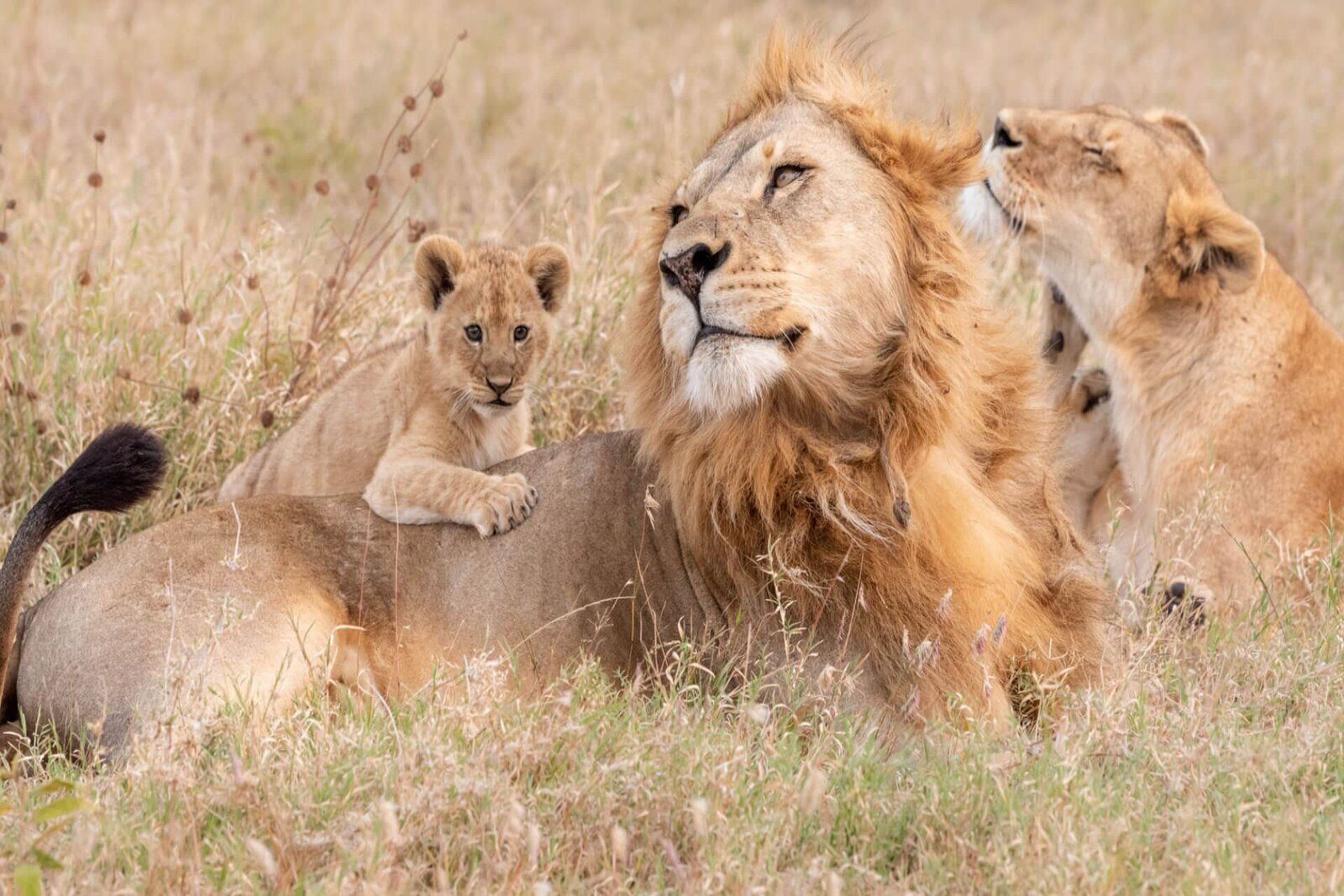 A pride of lions resting in the Greater Kruger bushveld, the ecosystem the Timbavati is famous for