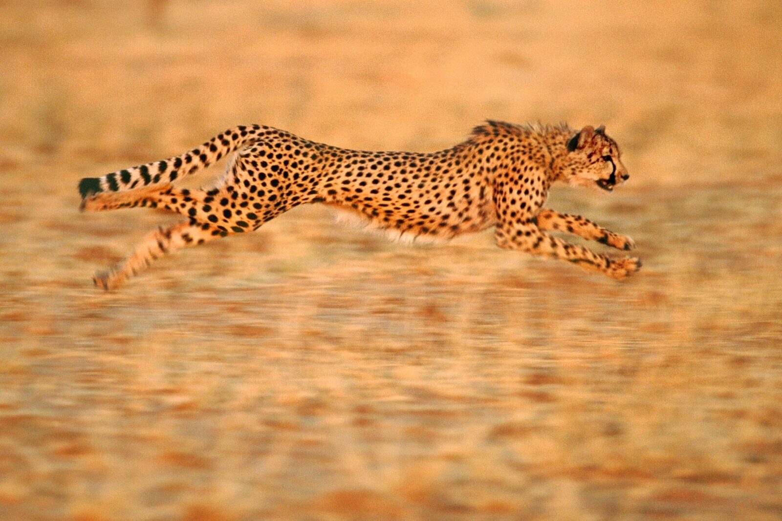 A cheetah on the open plains of the Greater Kruger
