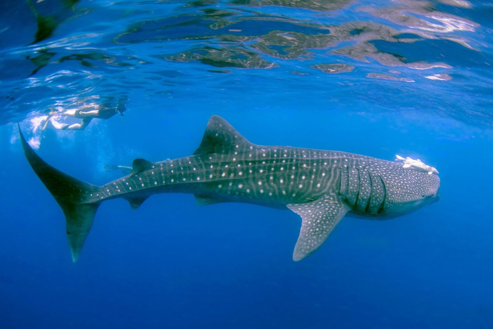 Whale shark off the Mozambique coast
