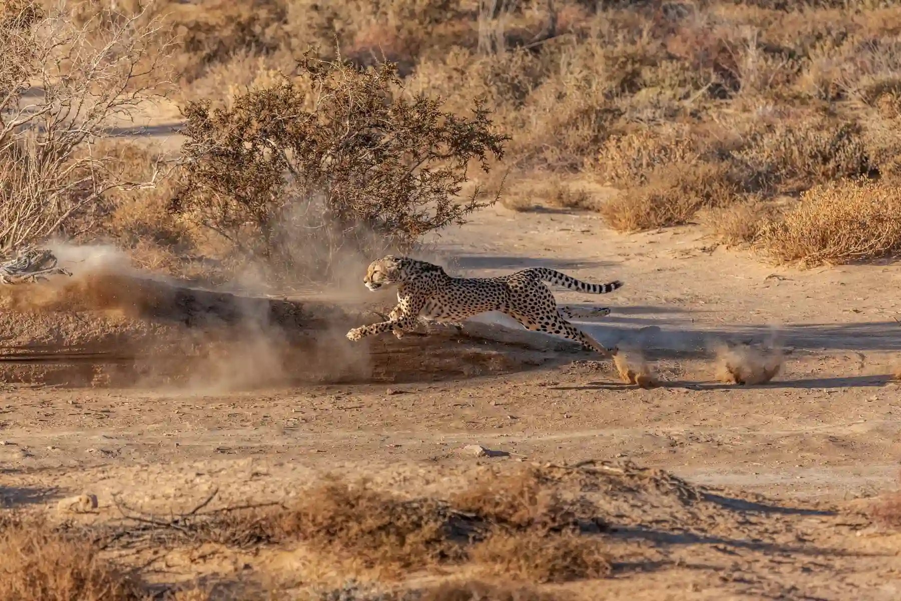 A lion on open ground on a malaria-free Karoo reserve