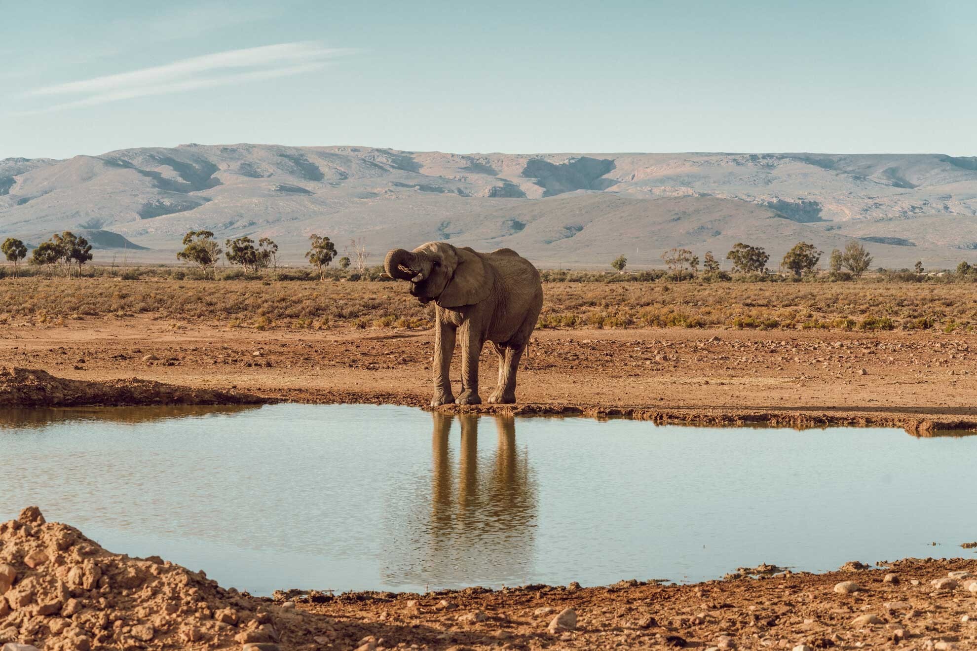 Elephant on the Karoo flats inland of Cape Town