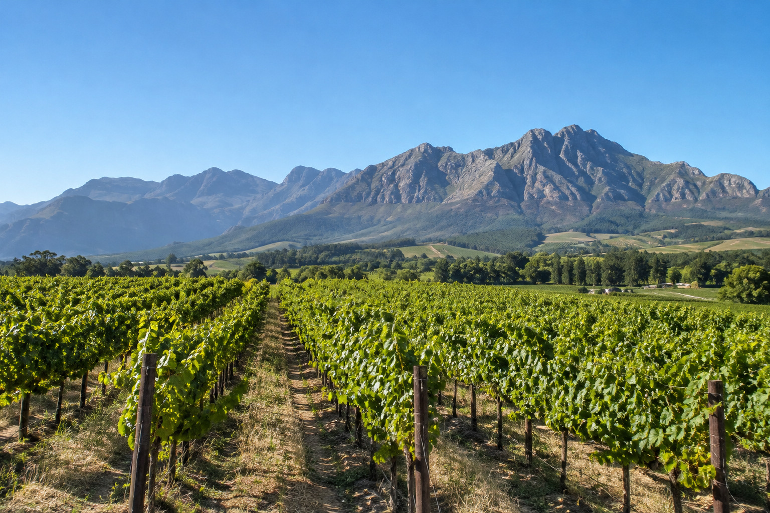 Vines running to the mountains in the Stellenbosch winelands