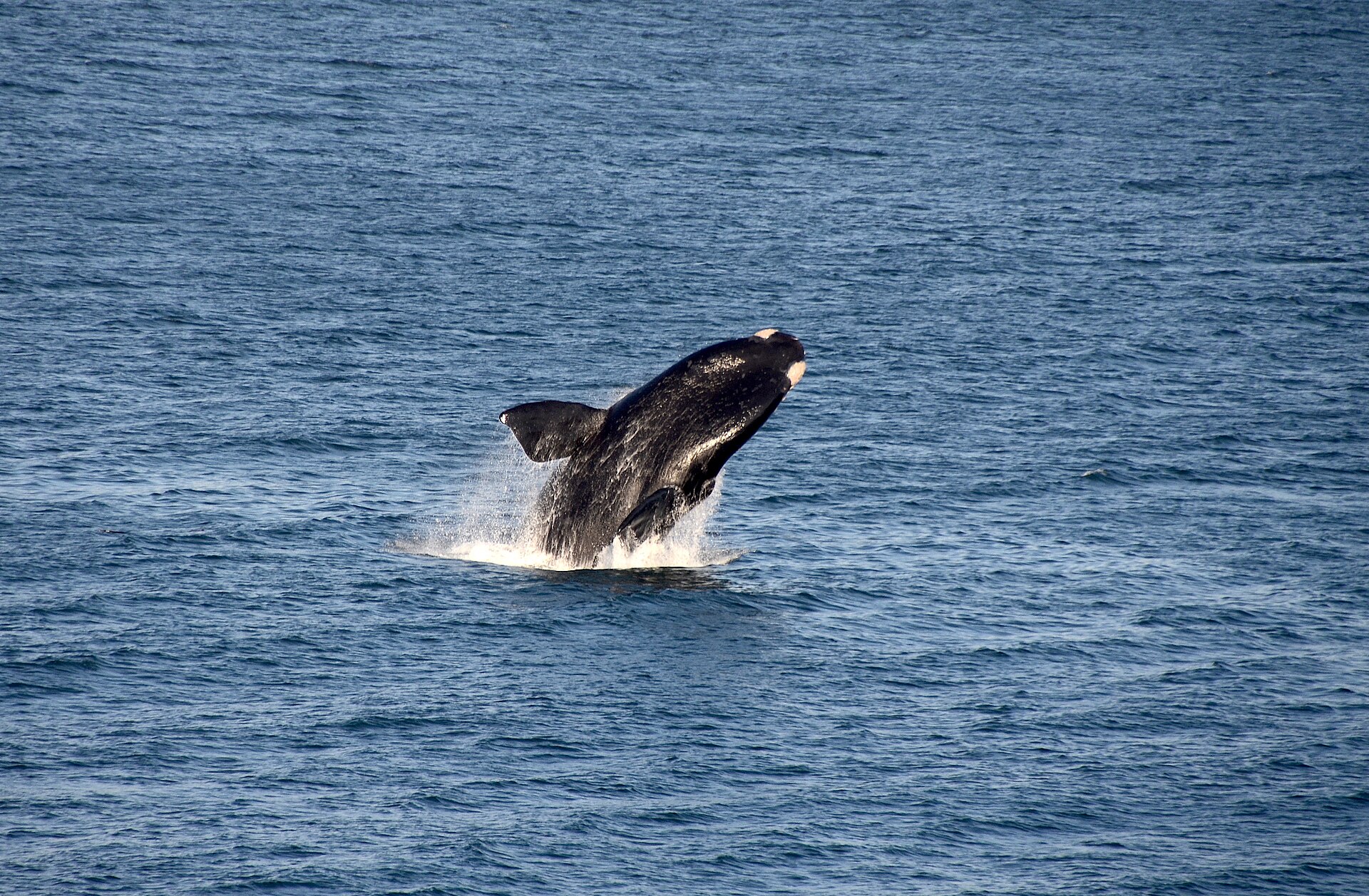 A southern right whale off the Garden Route coast