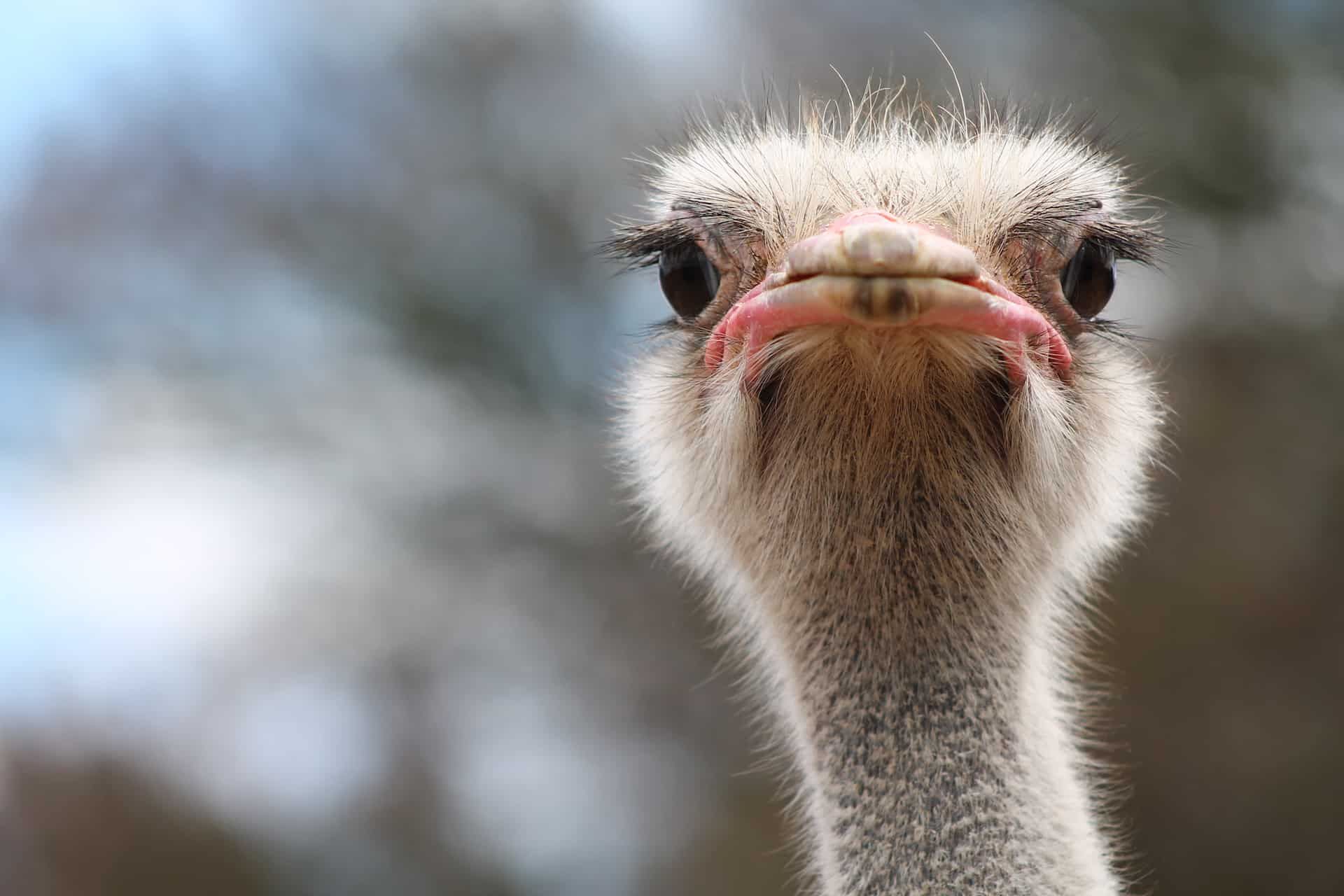 Ostriches on a farm in the Little Karoo near Oudtshoorn