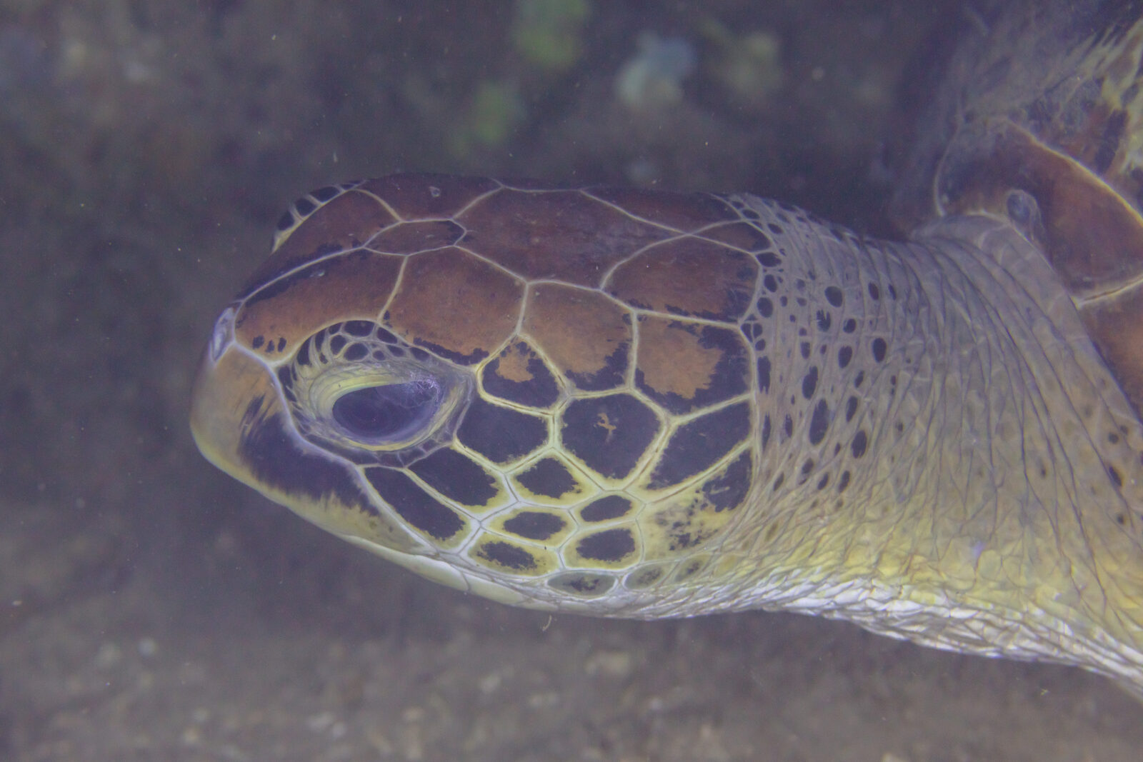 A green sea turtle over a shallow reef off a Madagascar island