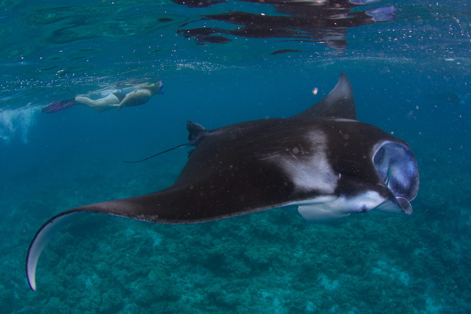 Manta ray gliding over a reef in the Maldives