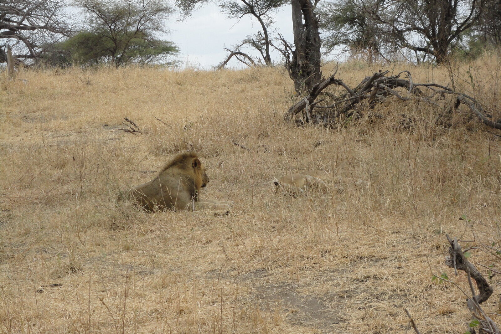 Lion pride resting in Akagera National Park's savanna grassland
