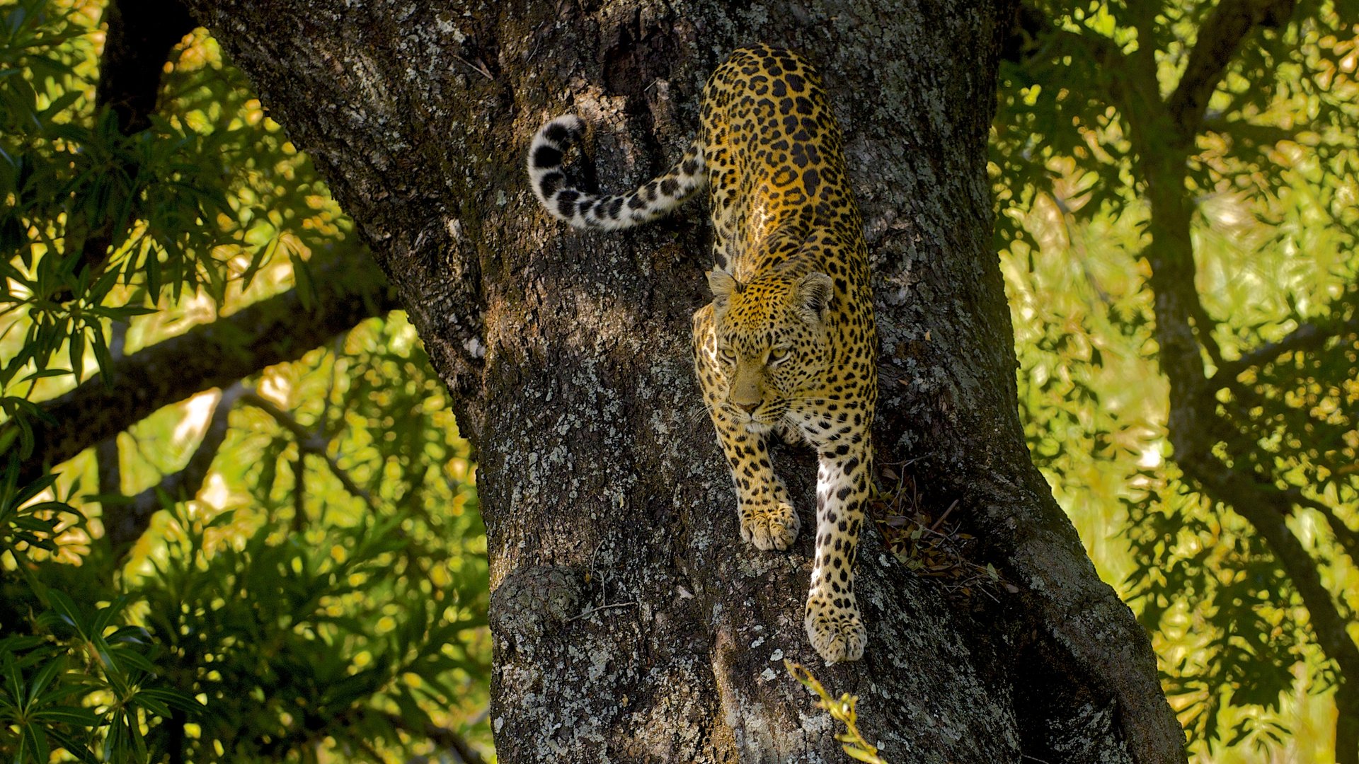 A leopard descending a tree in dappled light at Londolozi in the Sabi Sand Game Reserve, South Africa