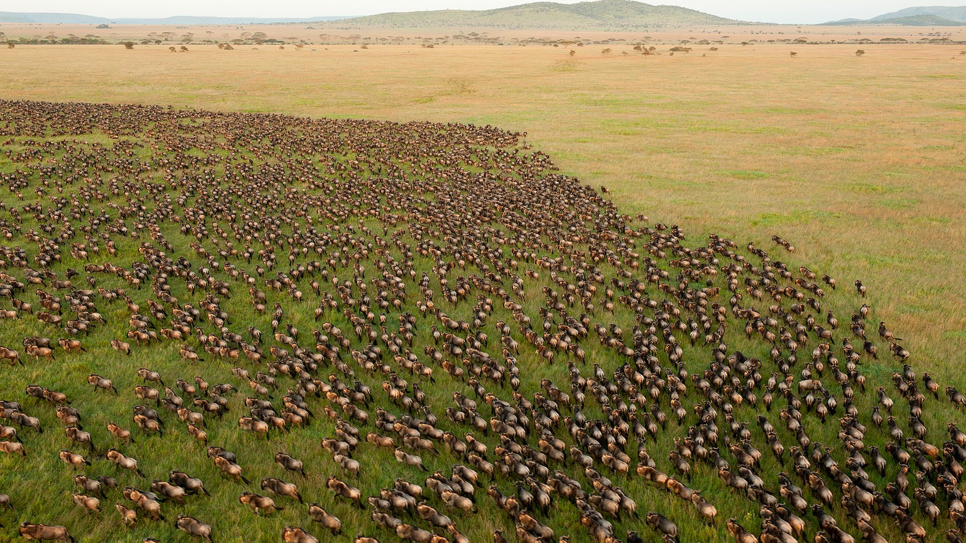A vast herd of wildebeest crossing the Serengeti plains during the Great Migration in Tanzania
