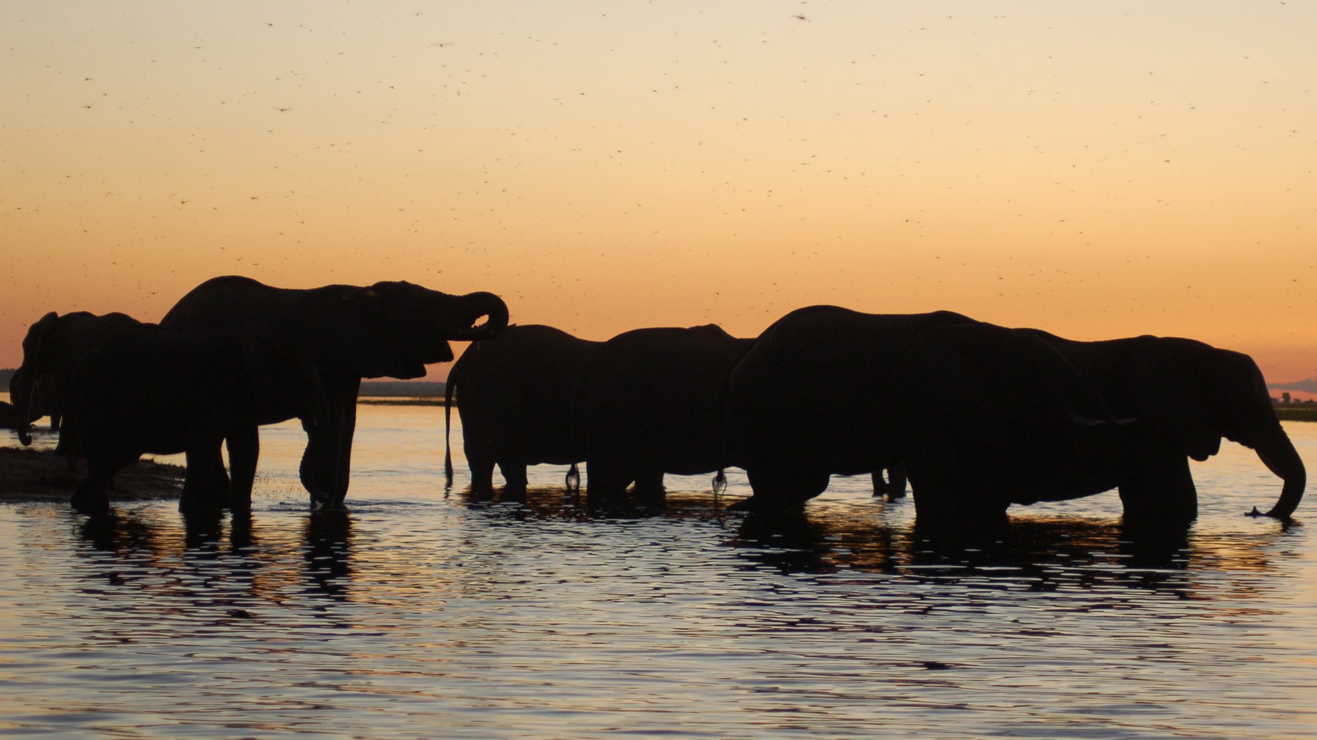 A herd of elephants silhouetted against a sunset sky on the Chobe River floodplain in Botswana