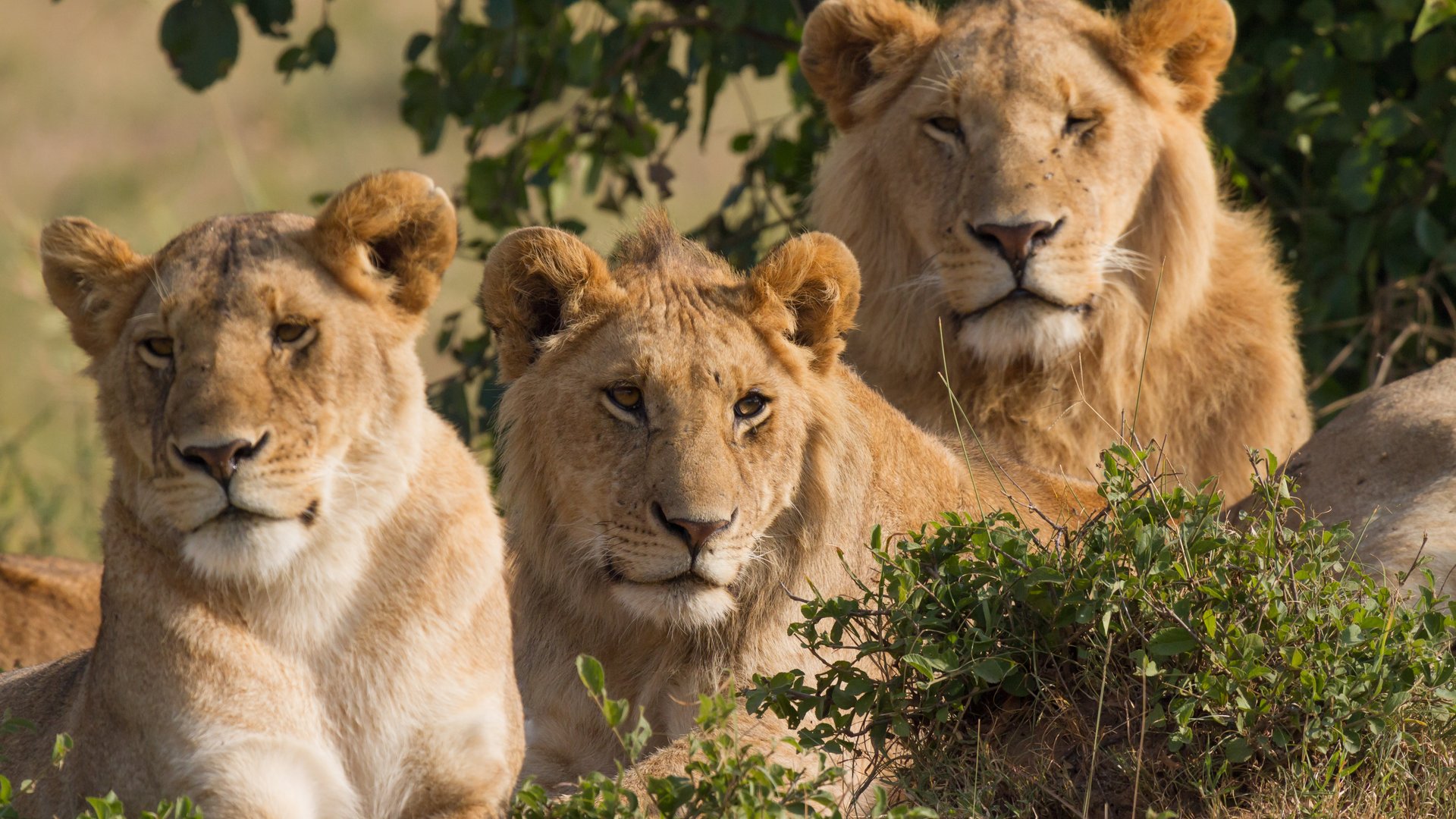 Three lions resting together in the morning grass of the Masai Mara National Reserve in Kenya