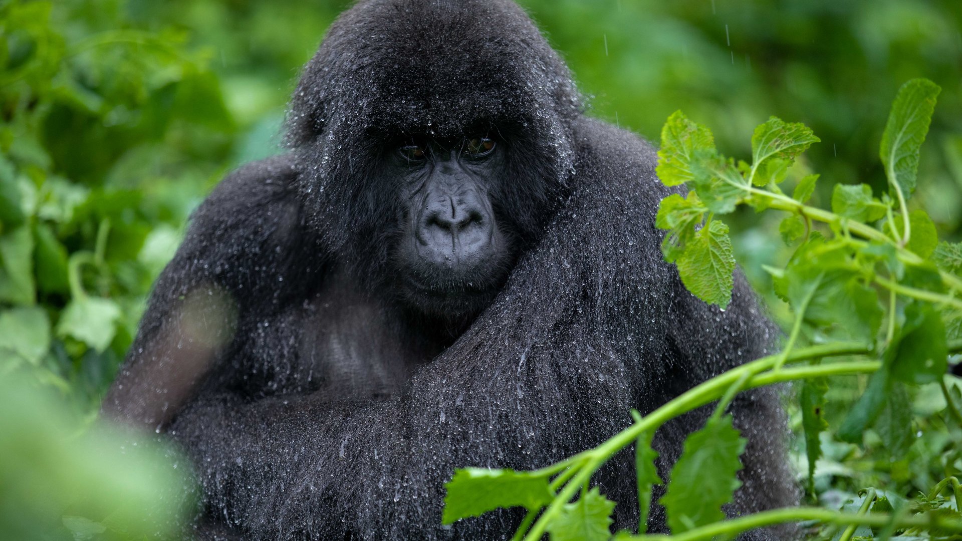 A mountain gorilla in the bamboo forest of Volcanoes National Park in Rwanda