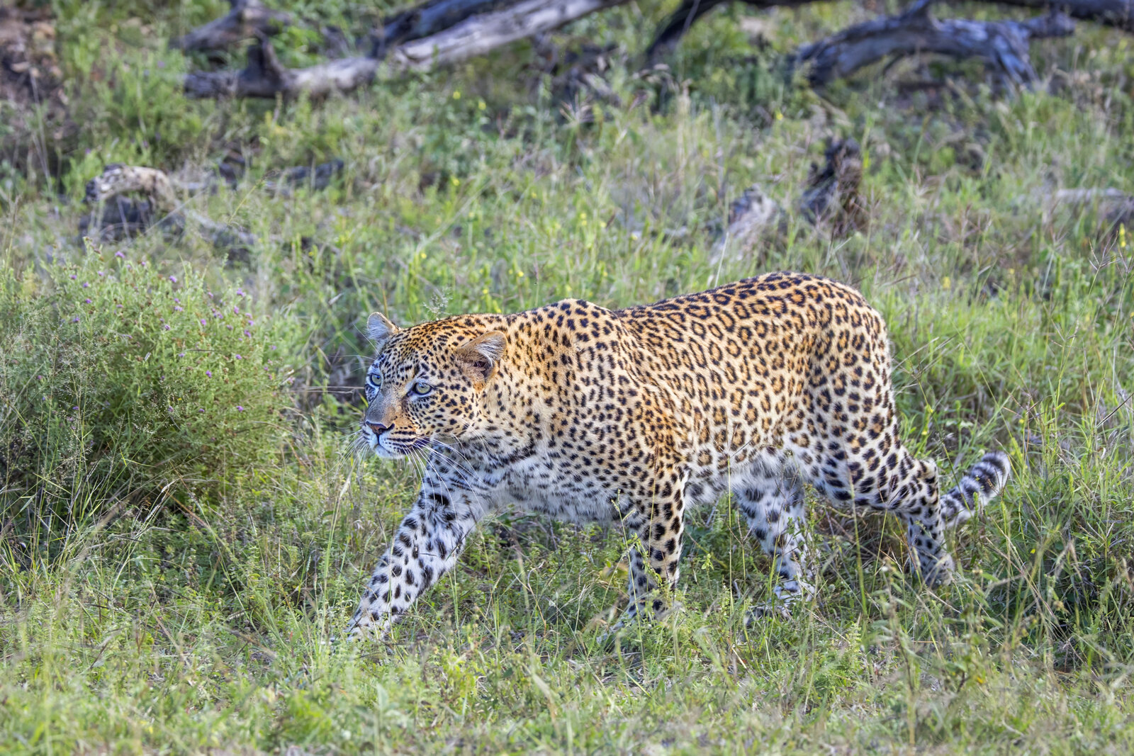 A leopard resting on a branch at eye level in the Sabi Sand, the best safari in South Africa