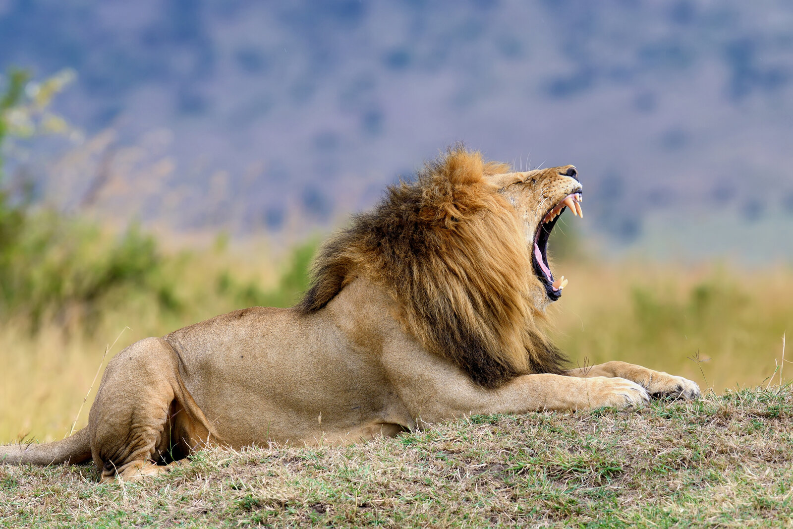 A male lion in the golden grass of the greater Kruger private reserves