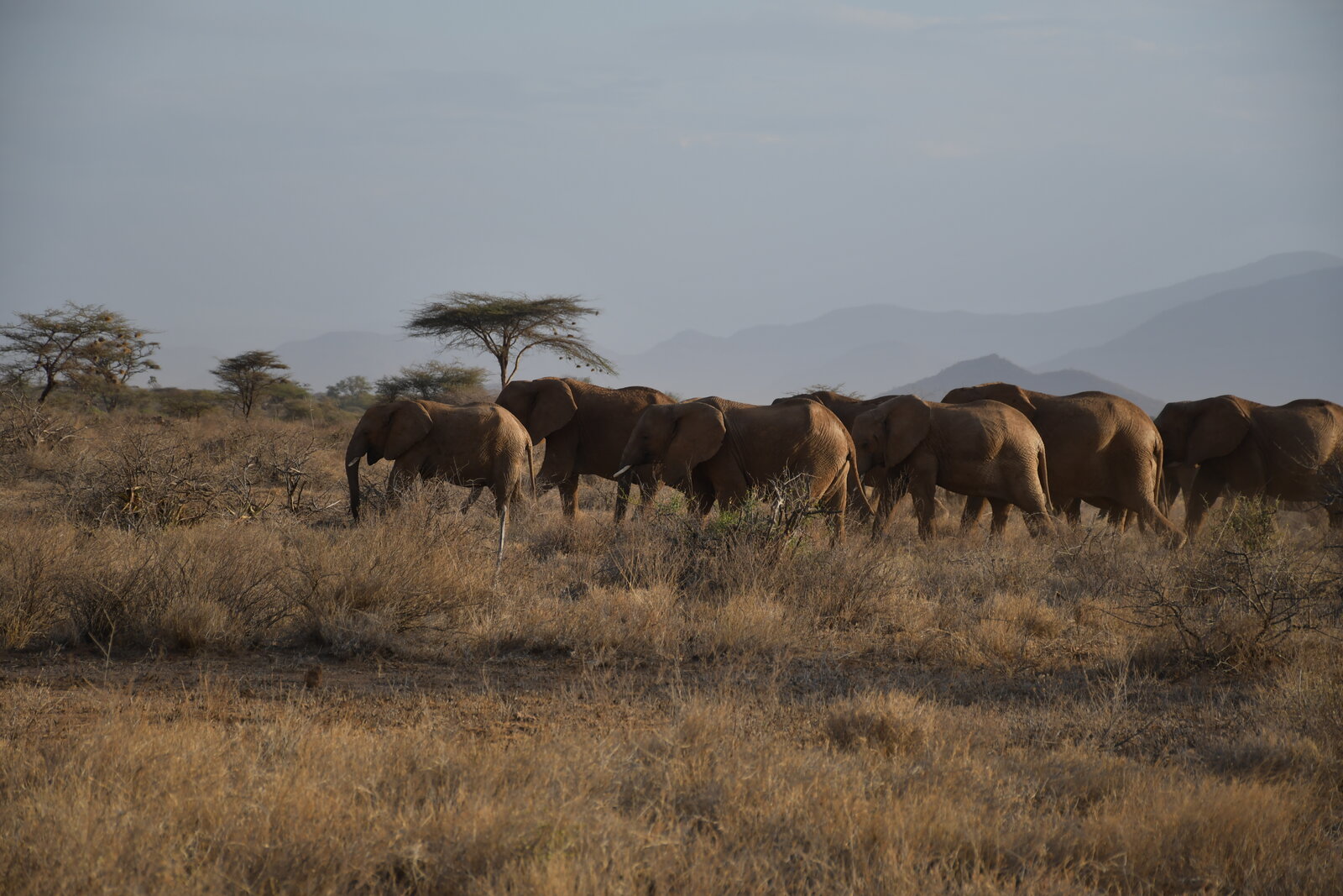 A herd of elephants crossing the road on a Kruger National Park safari in South Africa