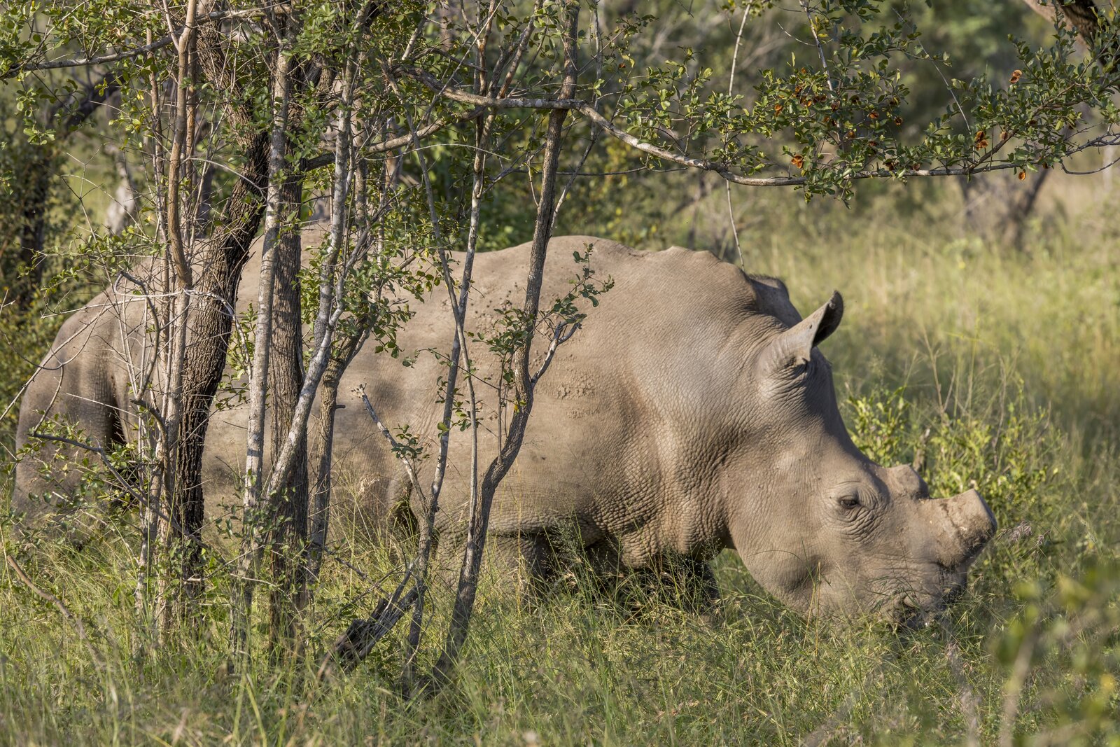 A white rhino in the malaria-free Madikwe Game Reserve in South Africa