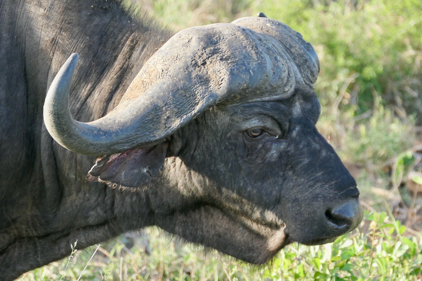 A Cape buffalo in a malaria-free Big Five reserve in the Eastern Cape of South Africa