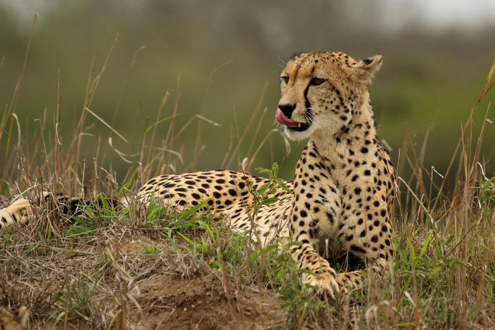 A cheetah on the open plains of Phinda Private Game Reserve in KwaZulu-Natal