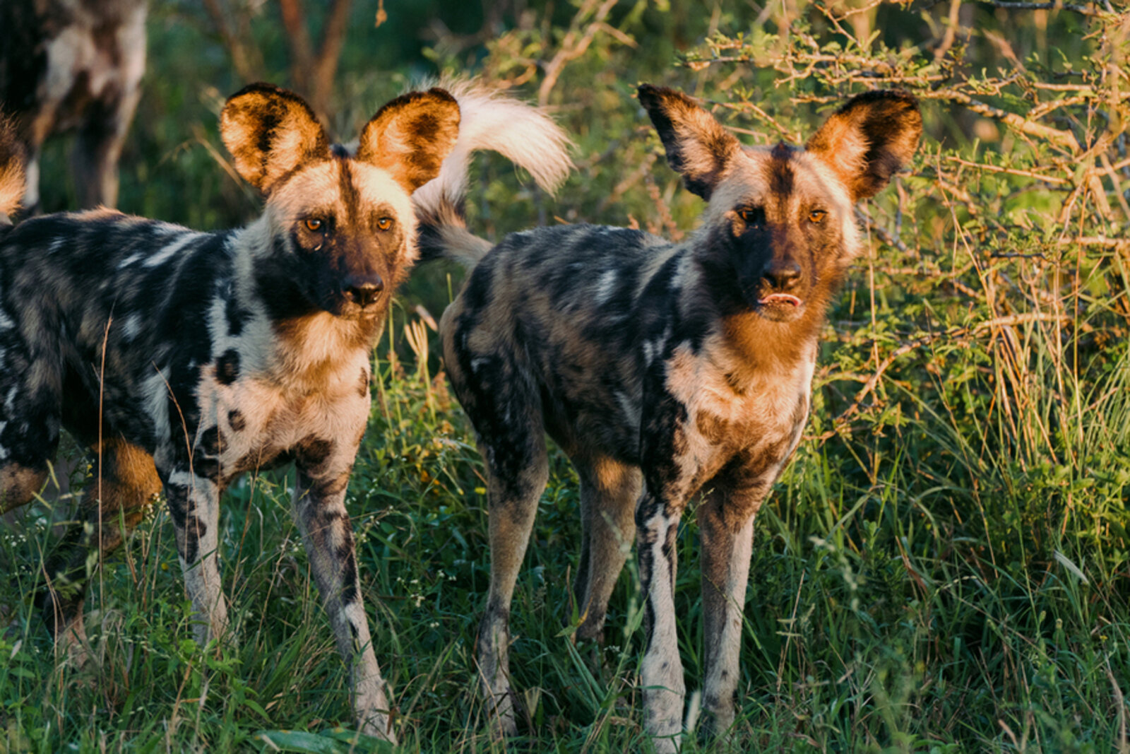 African wild dogs in a malaria-free Big Five reserve near Johannesburg, South Africa