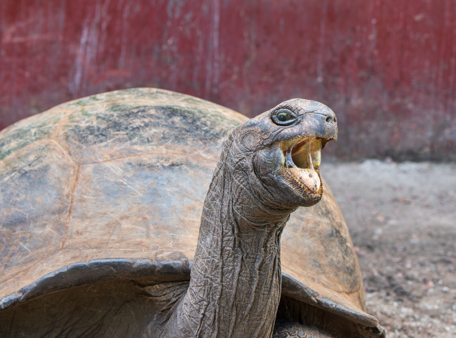 An Aldabra giant tortoise on Curieuse Island, Seychelles