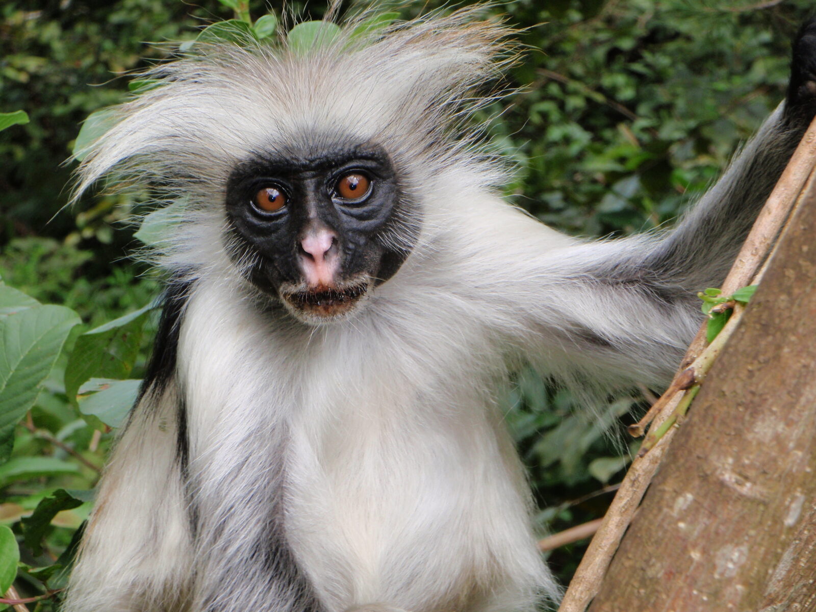A Zanzibar red colobus monkey in Jozani Forest, Zanzibar