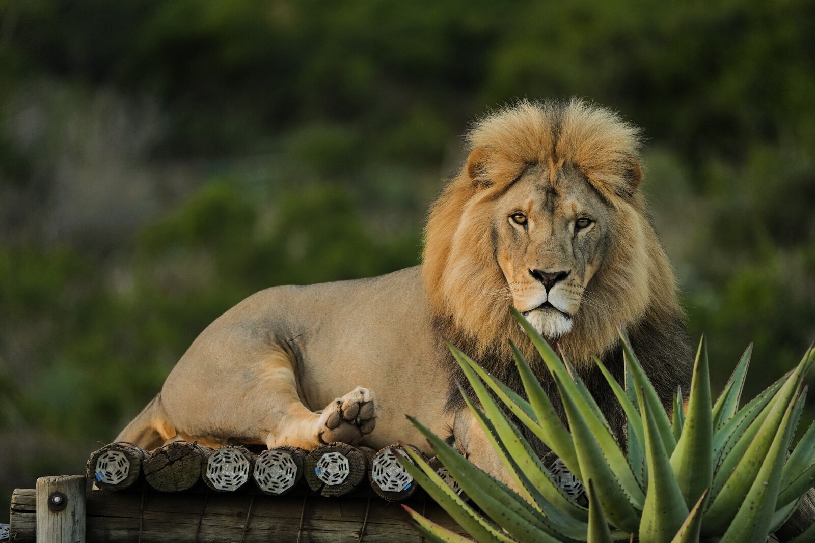 Male lion at Shamwari Private Game Reserve, Eastern Cape